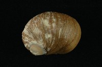 藏品(豆石蜑螺)的圖片